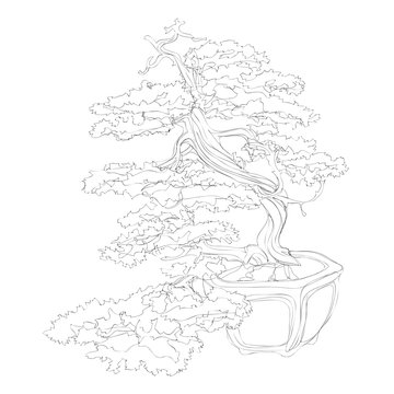 beautiful bonsai traditional line art continuous line vector drawing