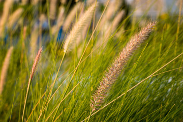 Field of Grass at Sunset or Sunrise Background