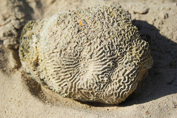 Travel to island Koh Larn, Thailand. The stone from the seashells on the sand beach.