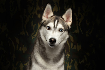 Portrait of Siberian Husky Dog on Camouflage Background, front view
