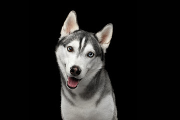 Portrait of Siberian Husky Dog Curious Looking in camera on Isolated Black Background, front view