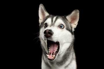 Portrait of Amazement Siberian Husky Dog öffnete den Mund überrascht auf isoliertem schwarzem Hintergrund, Vorderansicht