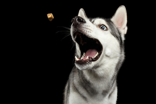 Portrait of Funny Siberian Husky Dog opened mouth Catching treat on Isolated Black Background, front view