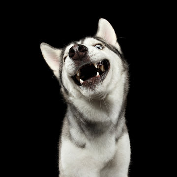 Portrait of Stupid Face Siberian Husky Dog Smiling on Isolated Black Background, front view