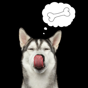Portrait of Siberian Husky Dog Licking with closed eyes thinking of bone in bubble cloud on Isolated Black Background, front view