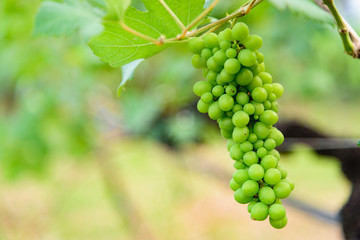 Single bunch of green grapes on the vine with green leaves.