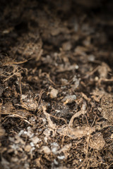 The humus-rich soil for seedling close-up.