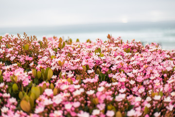 Obraz na płótnie Canvas Flowering of pink flowers. Spring bloom