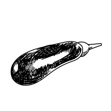 Freehand drawing illustration Eggplant.