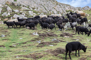 A flock of black and white sheep in Wales, grazing near South Stack, Isle of Anglesey, Wales, UK