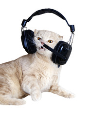 Singing cat or kitten in headphones listening