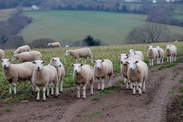 Obraz premium Flock of sheep