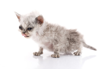 Sick kitten on white background