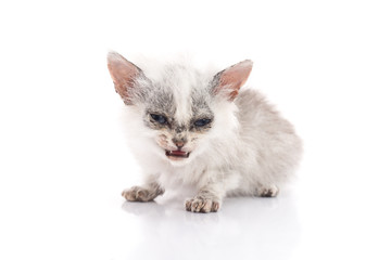 Sick kitten on white background