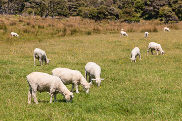 Obraz na płótnie Canvas flock of sheared sheep grazing on meadow