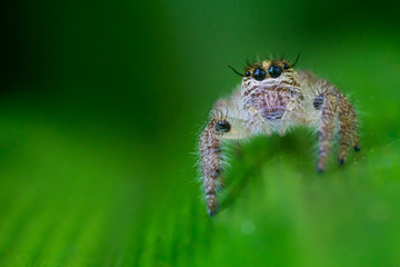 Cute Spider Jumping