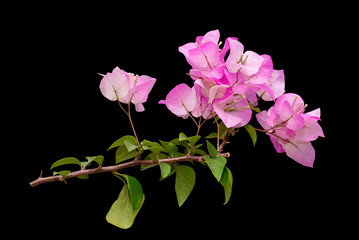 Fototapeta premium Pink blooming bougainvilleas