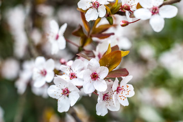 Fototapeta premium Cherry blossom and red leaves, green foliage in the background, pink flowers