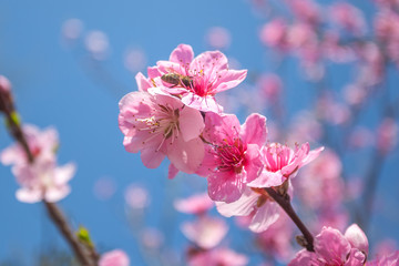 sweet peach blossoms in early spring, bees food