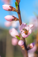 Bee on sweet peach blossoms in early spring © k_samurkas