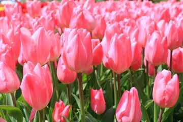 Fototapeta premium Tulip