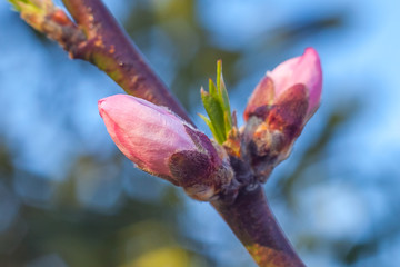 sweet peach blossoms in early spring, bees food