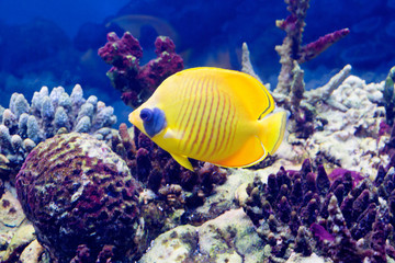 Naklejka na ściany i meble Желтая аквариумная рыба