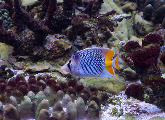 Fototapeta na wymiar Аквариумная рыба с желтым хвостом