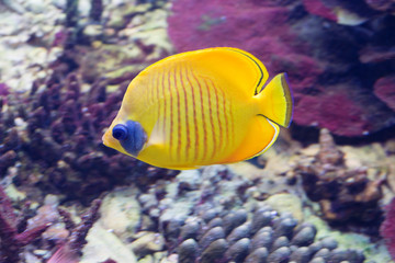 Fototapeta na wymiar Желтая аквариумная рыба