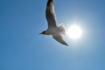 seagull flying in blue background