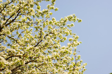 White flowers on branches. Spring tree.