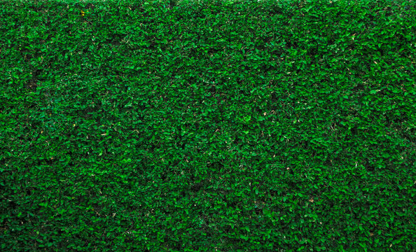 green carpet abstract background