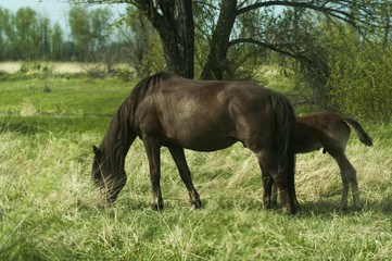 Fototapeta premium Horses graze in a meadow in the countryside