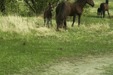 Horses graze in a meadow in the countryside