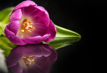 Floral wallpaper. tulip with reflection artistic photography on black background with copy space. 
