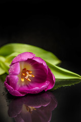 Floral wallpaper. tulip with reflection artistic vertical photography on black background with copy space. 