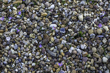 Lila Krokusse schauen zwischen Steinen hervor