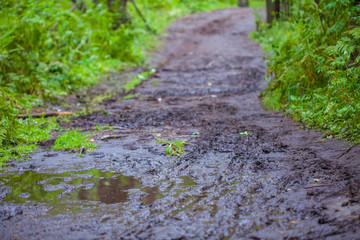 Forest path after the rain