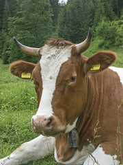 Kuh  auf grüner Wiese