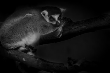 Black and White Lemur relax in tree nature look to outside