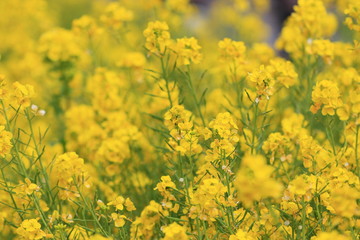 canola flower