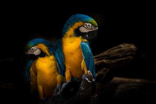 Parrot two some cute animal pet beautiful colorful portrait and couple in tree , isolated black on background