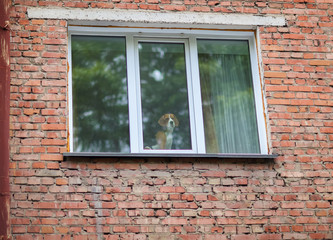 The dog looks sad in the window