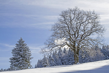 Fototapeta na wymiar Laubbaum mit Winterlandschaft