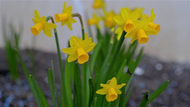 Closeup of daffodils at the beginning of spring