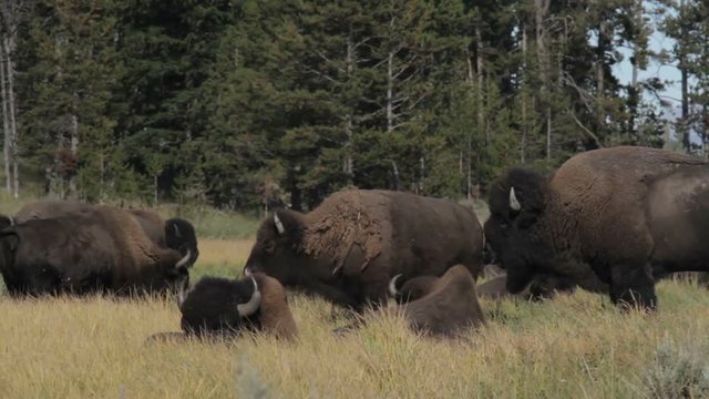 Bisons In Yellowstone National Park, United States - Native Material, straight out of the cam, watch also for the graded and stabilized version.