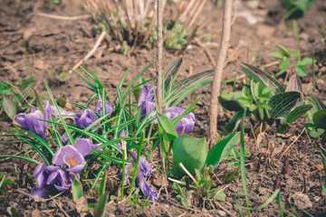 Purple Crocus Flowers Retro