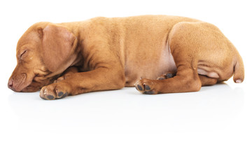 side view of a sleeping viszla puppy dog