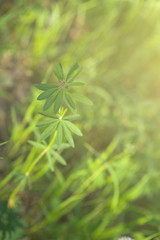 Under the bright sun. Abstract natural backgrounds