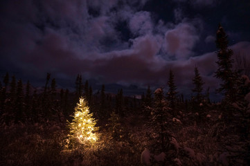 Christmas Tree Lit in Forest